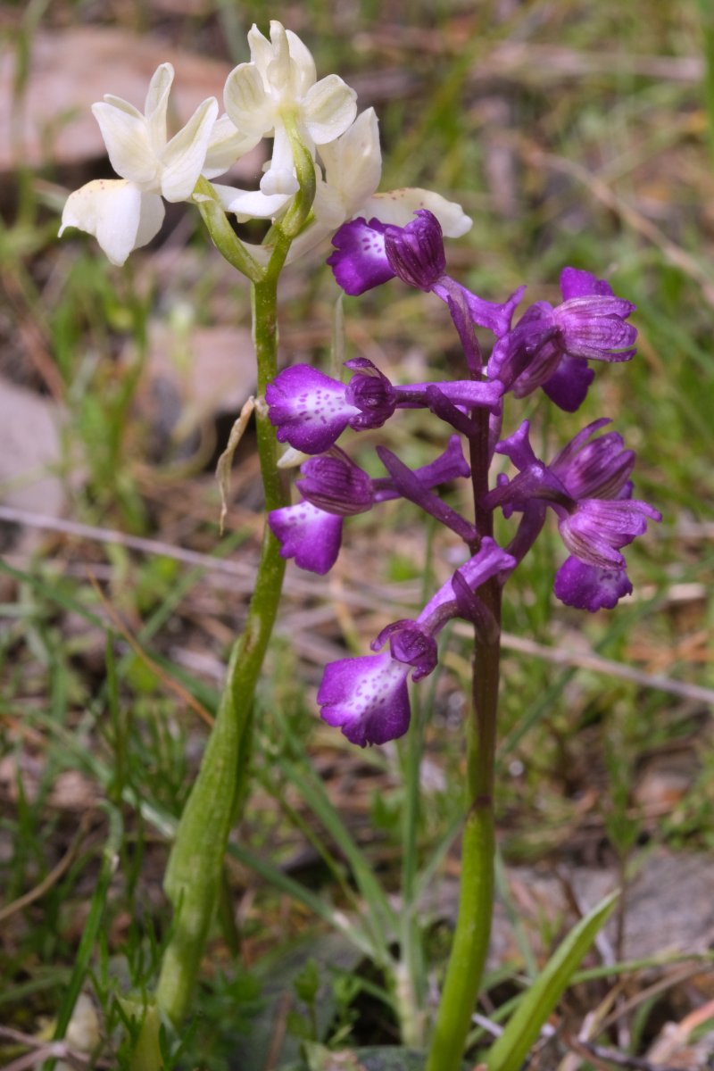 Ultime orchidee per quest''anno - Dalla Grecia con passione